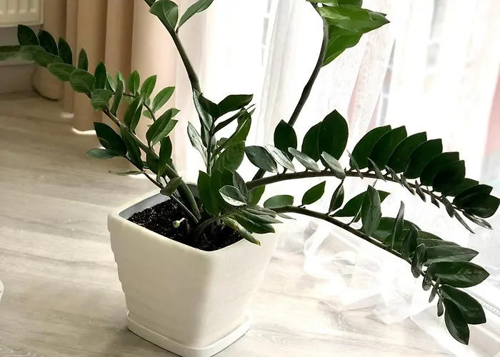 Osapart At Shevchenka 19 Street 利沃夫