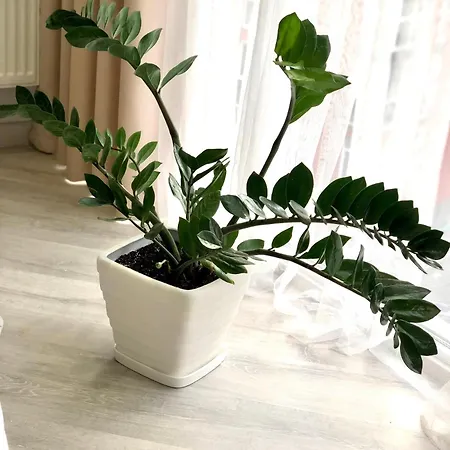 Osapart At Shevchenka 19 Street Lwów